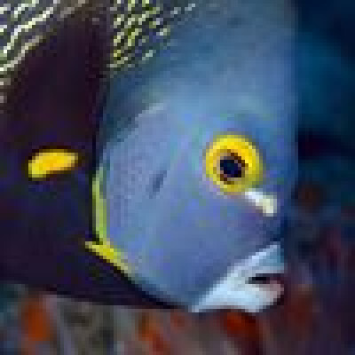 Olivier zoekt een Kamer / Studio in Haarlem